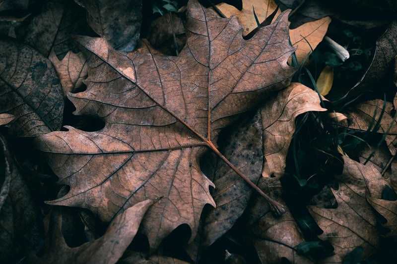 Nature-Inspired Art